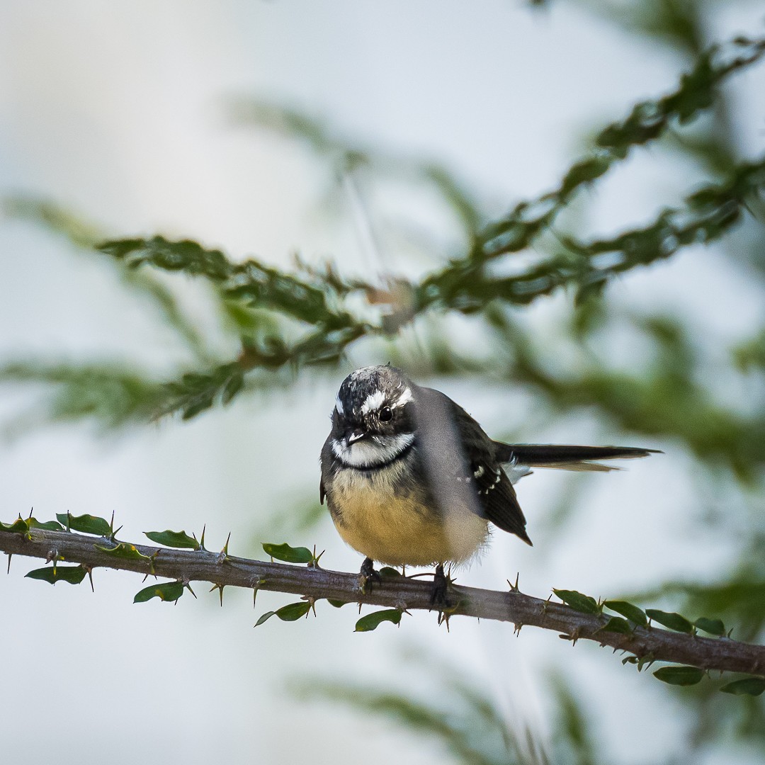 Gray Fantail - ML617343334