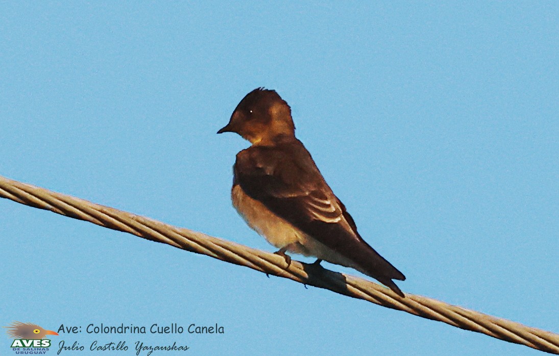 Golondrina Gorjirrufa - ML617343338