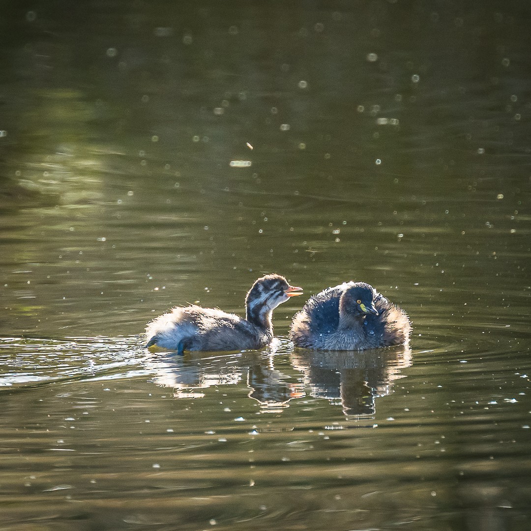 Australasian/Hoary-headed Grebe - ML617343340