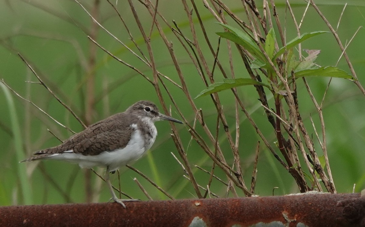 Common Sandpiper - ML617343400