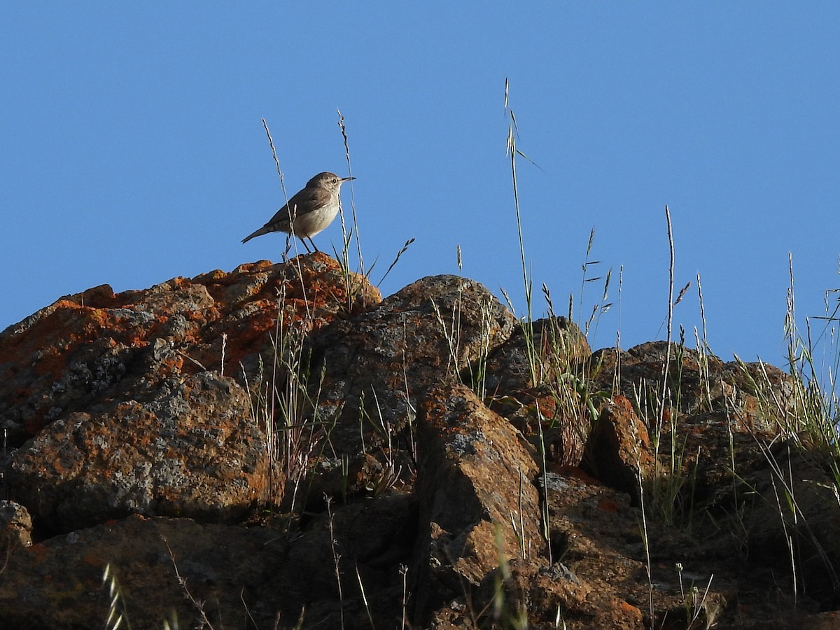 Rock Wren - ML617343455