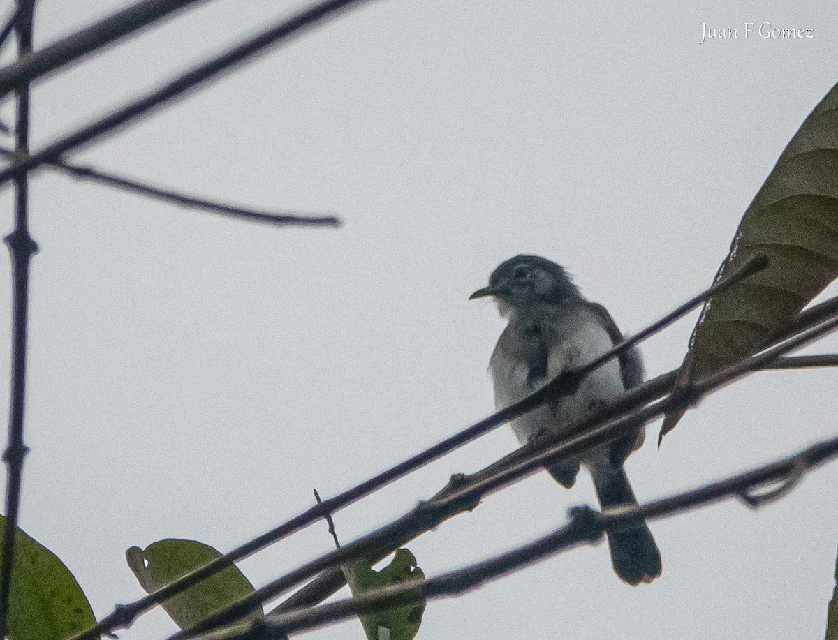 Slate-throated Gnatcatcher - ML617343491