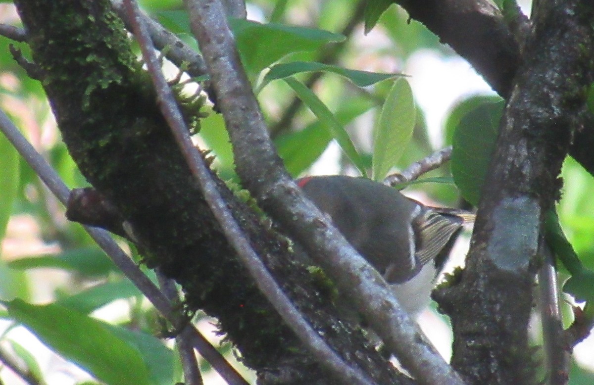 Ruby-crowned Kinglet - Anonymous