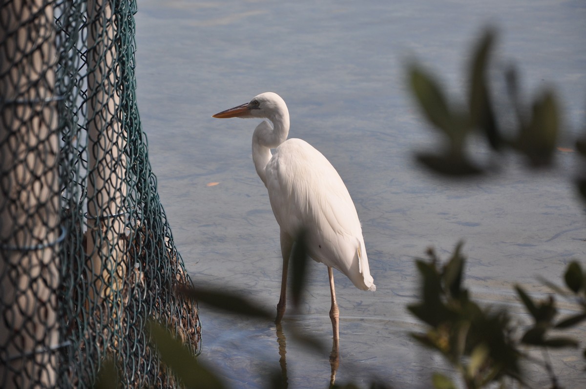 Great Blue Heron - ML617343502