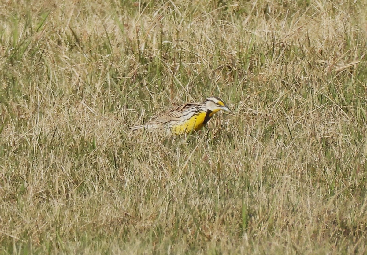 Eastern Meadowlark - ML617343519