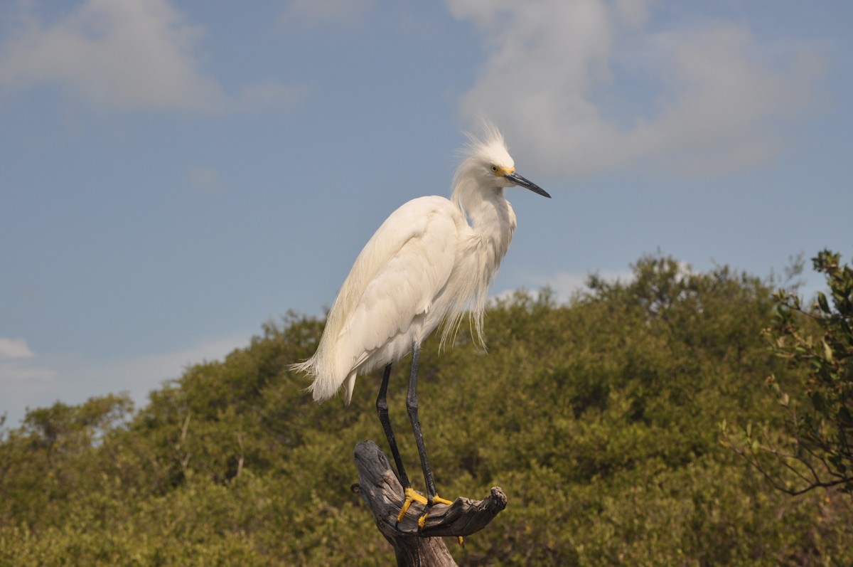 Snowy Egret - ML617343560