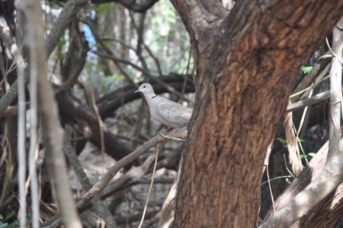 Eurasian Collared-Dove - ML617343571