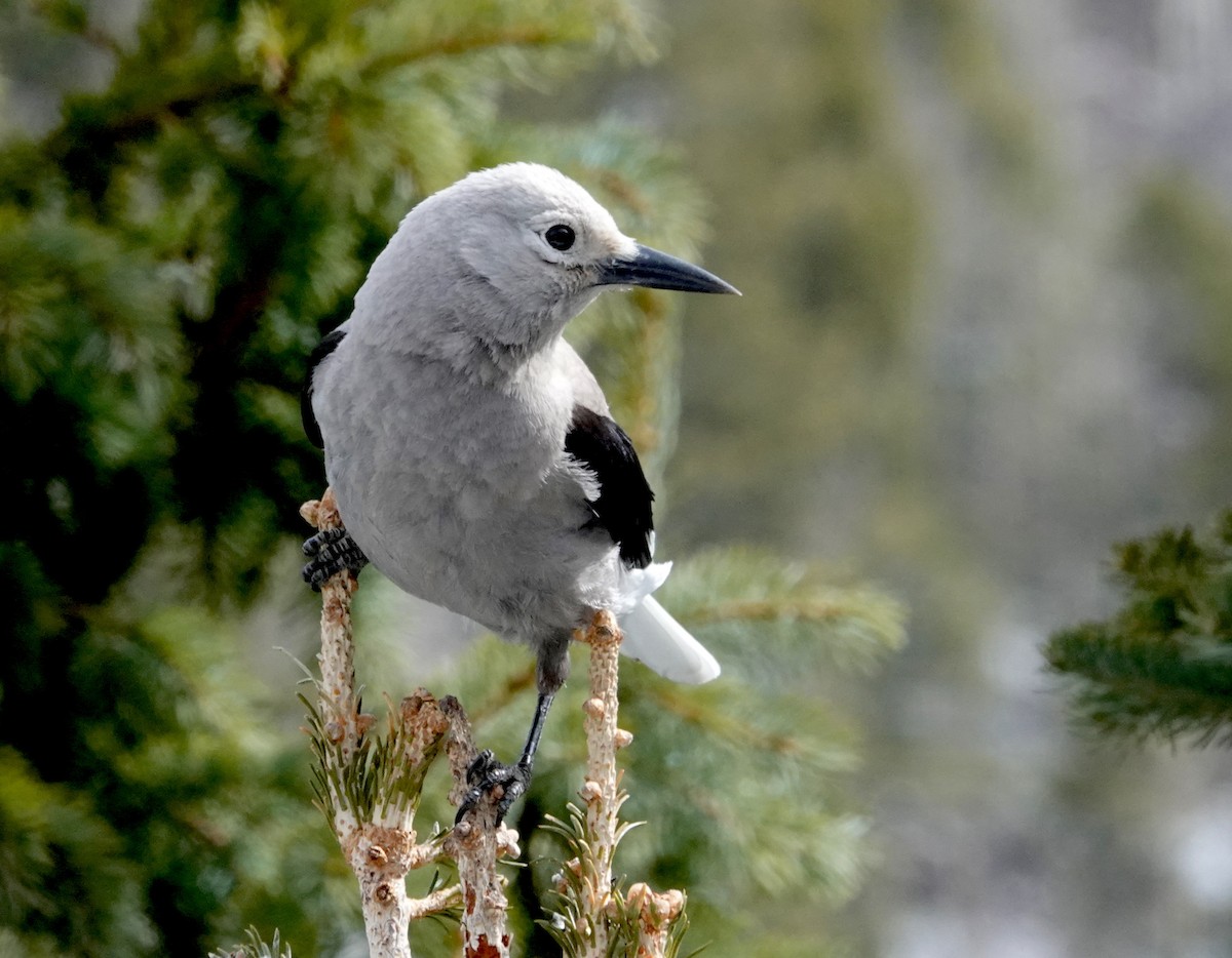 Clark's Nutcracker - Thomas Jackman