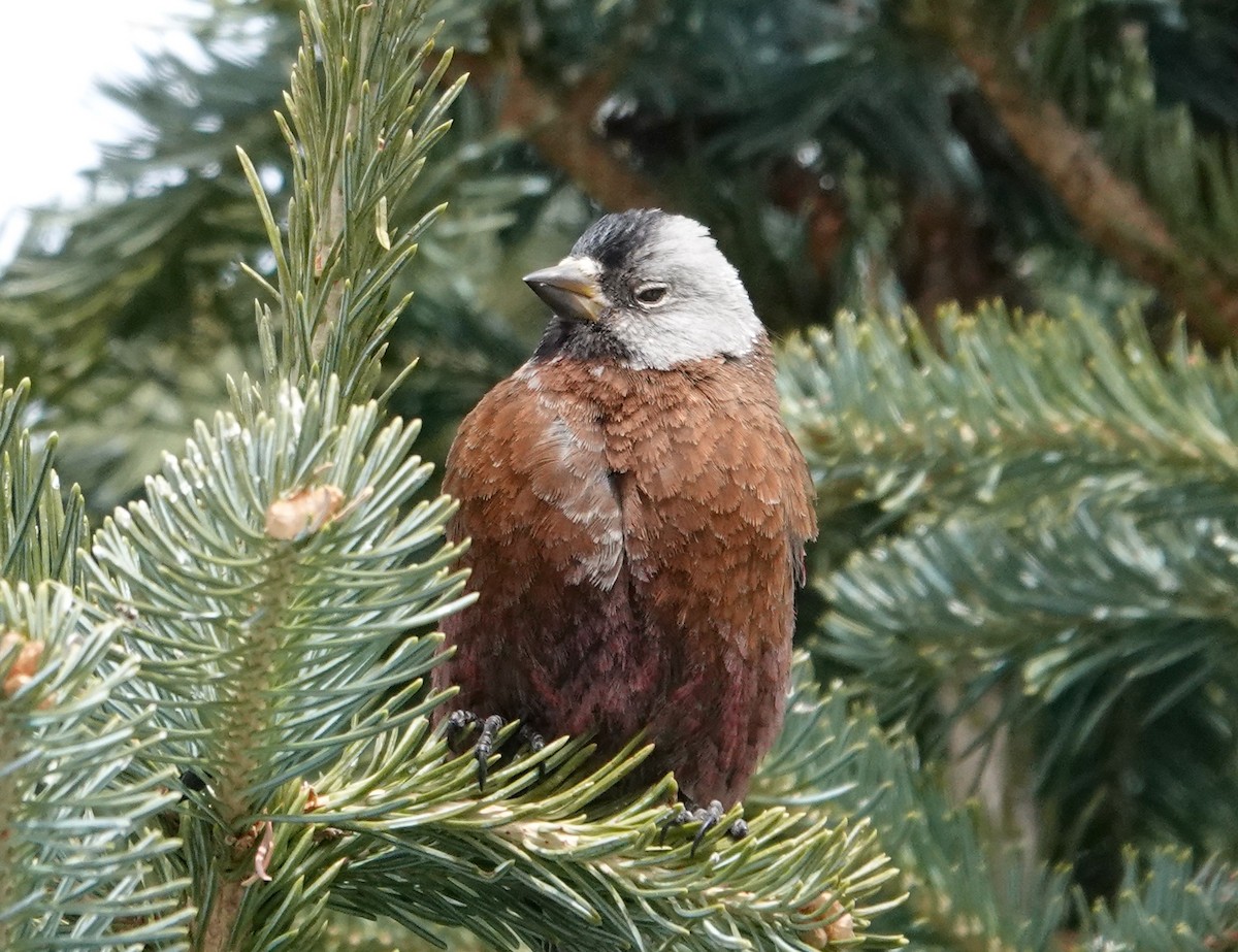 Schwarzstirn-Schneegimpel (littoralis) - ML617343600