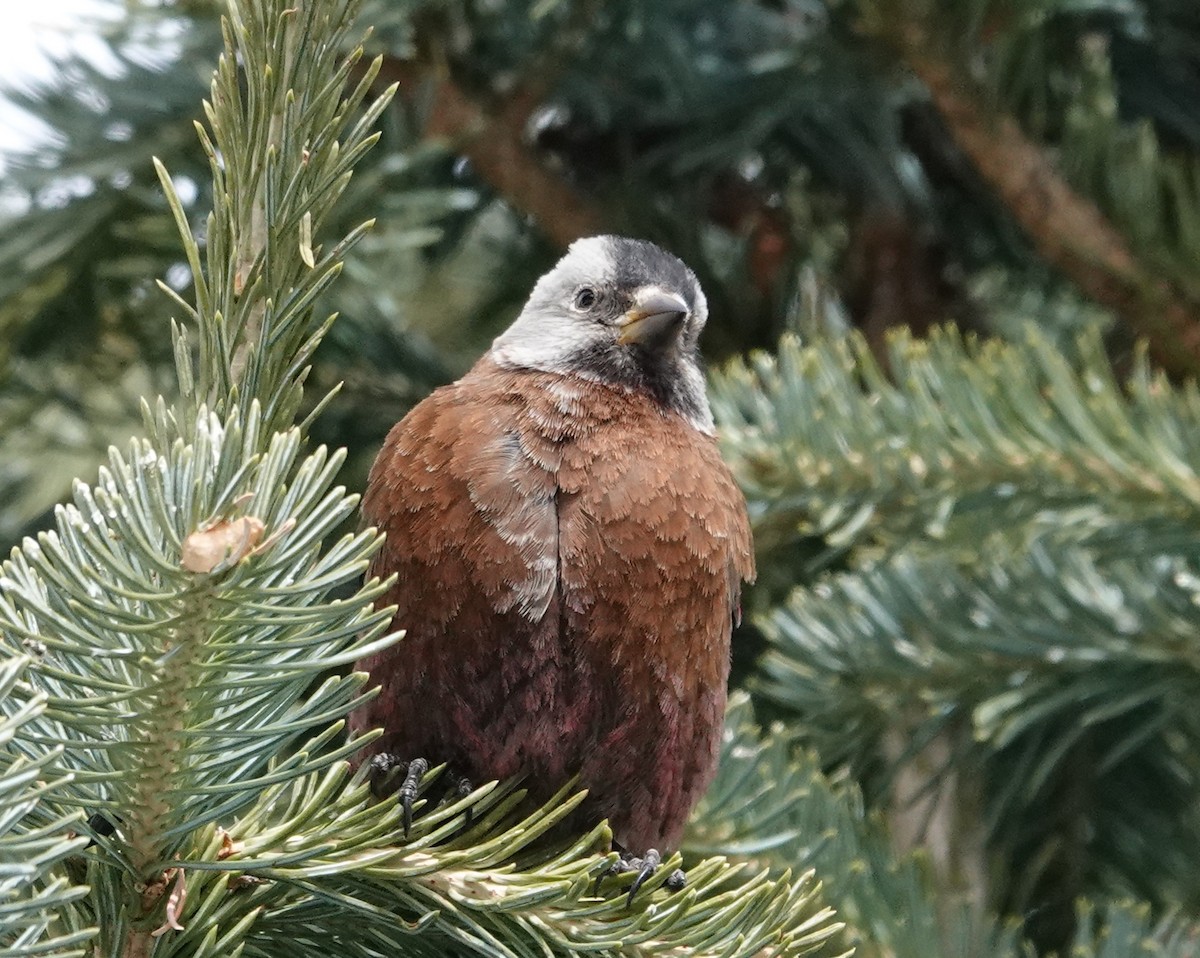 Schwarzstirn-Schneegimpel (littoralis) - ML617343602