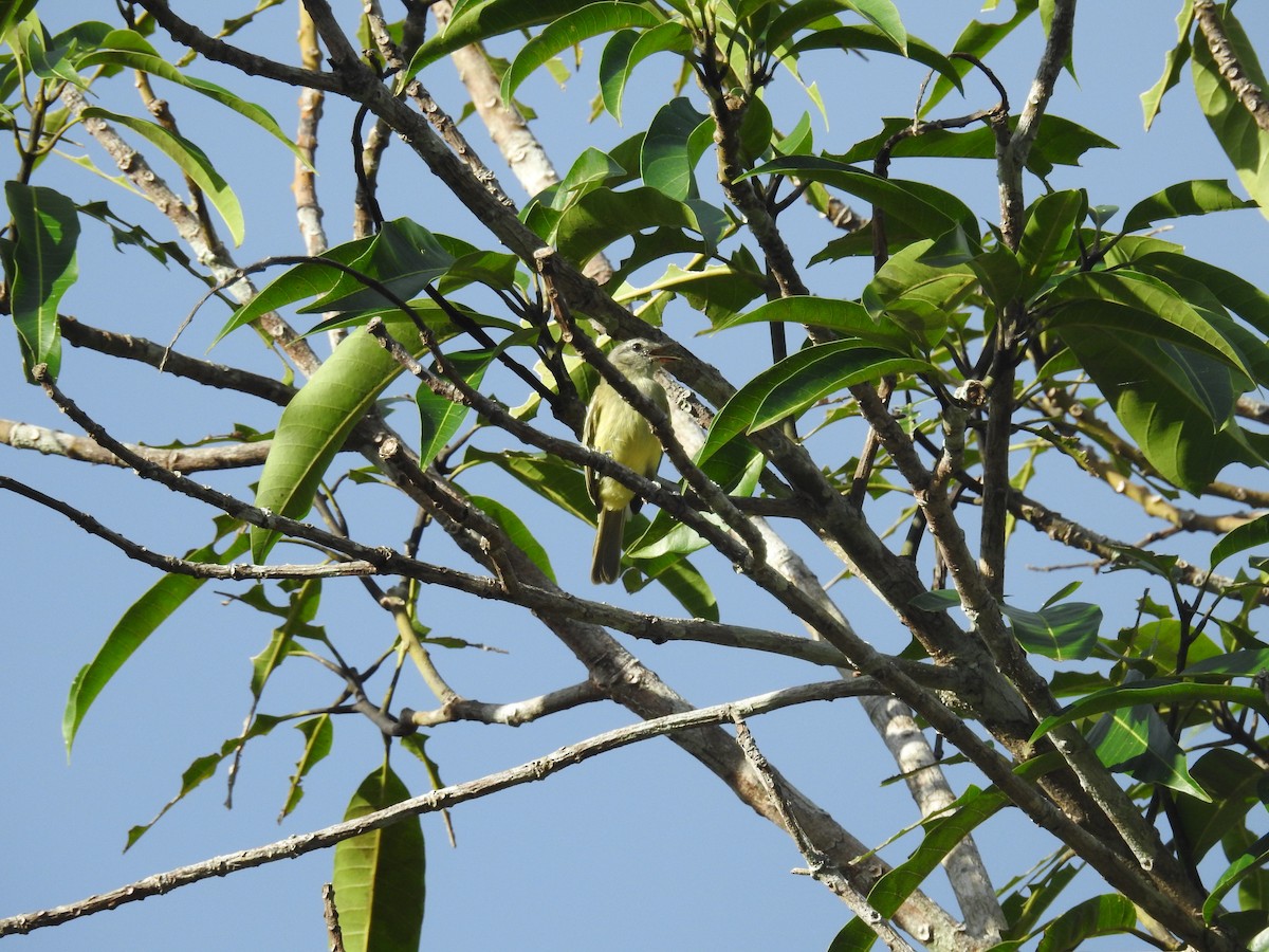 Gray-crowned Flatbill - ML617343643