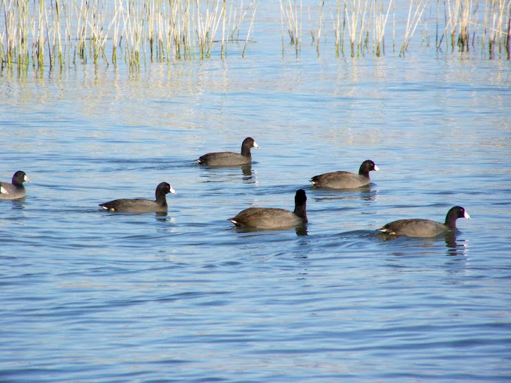 American Coot - ML617343644