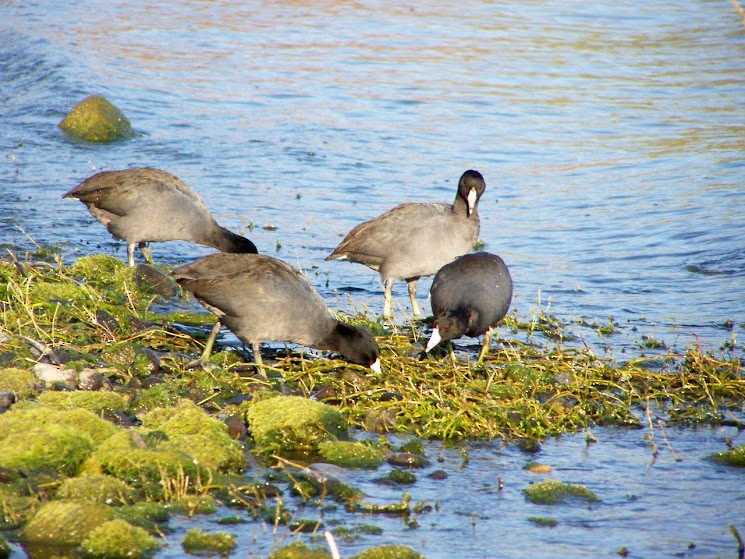 American Coot - Juan Pedro Medina