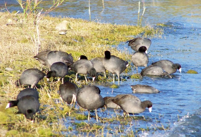 American Coot - ML617343646