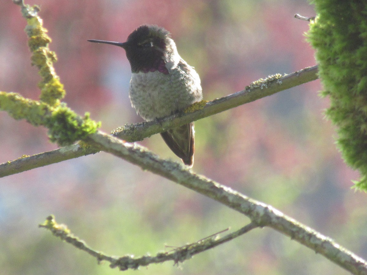 Anna's Hummingbird - Anonymous