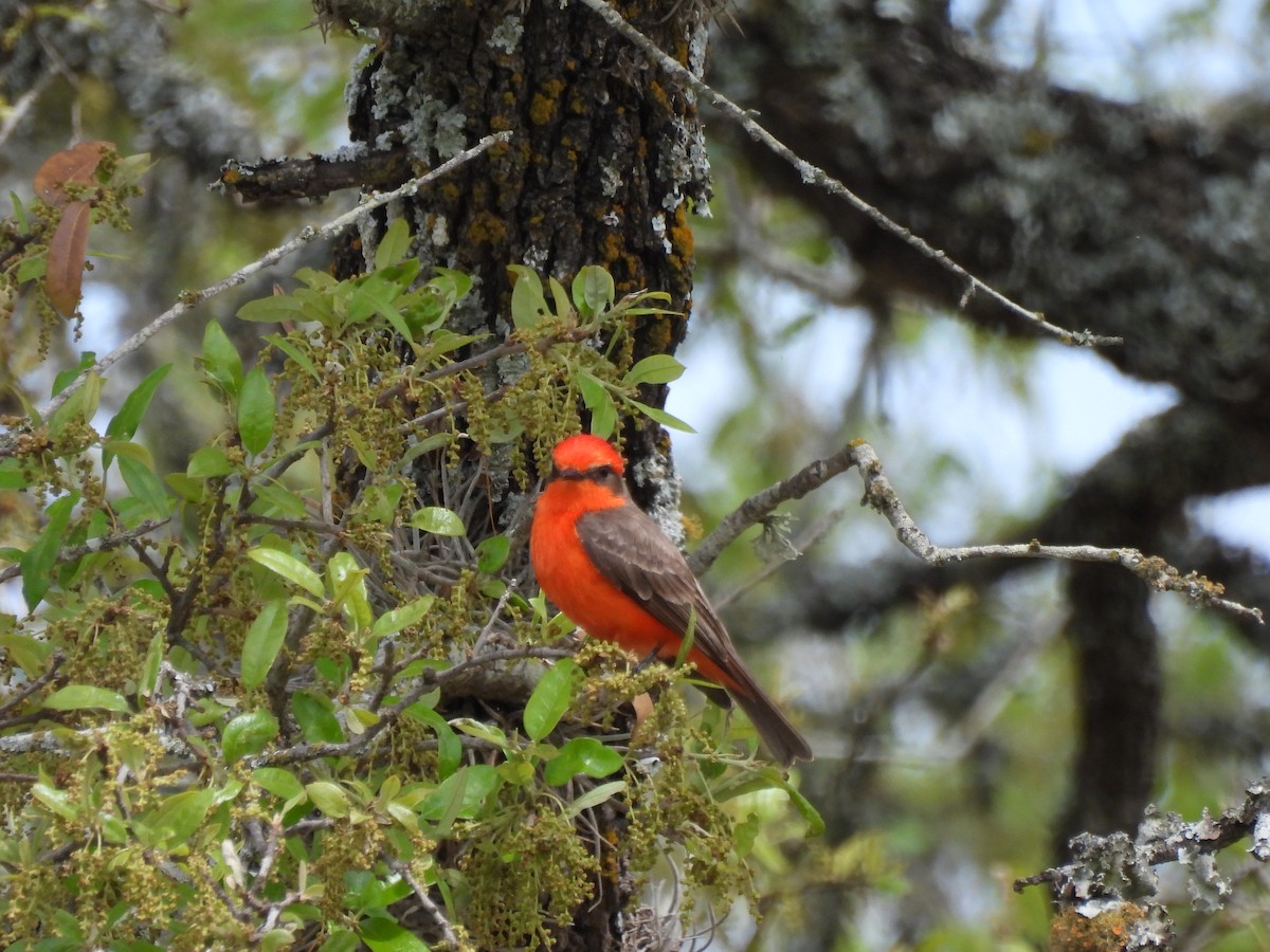 Vermilion Flycatcher - ML617343701