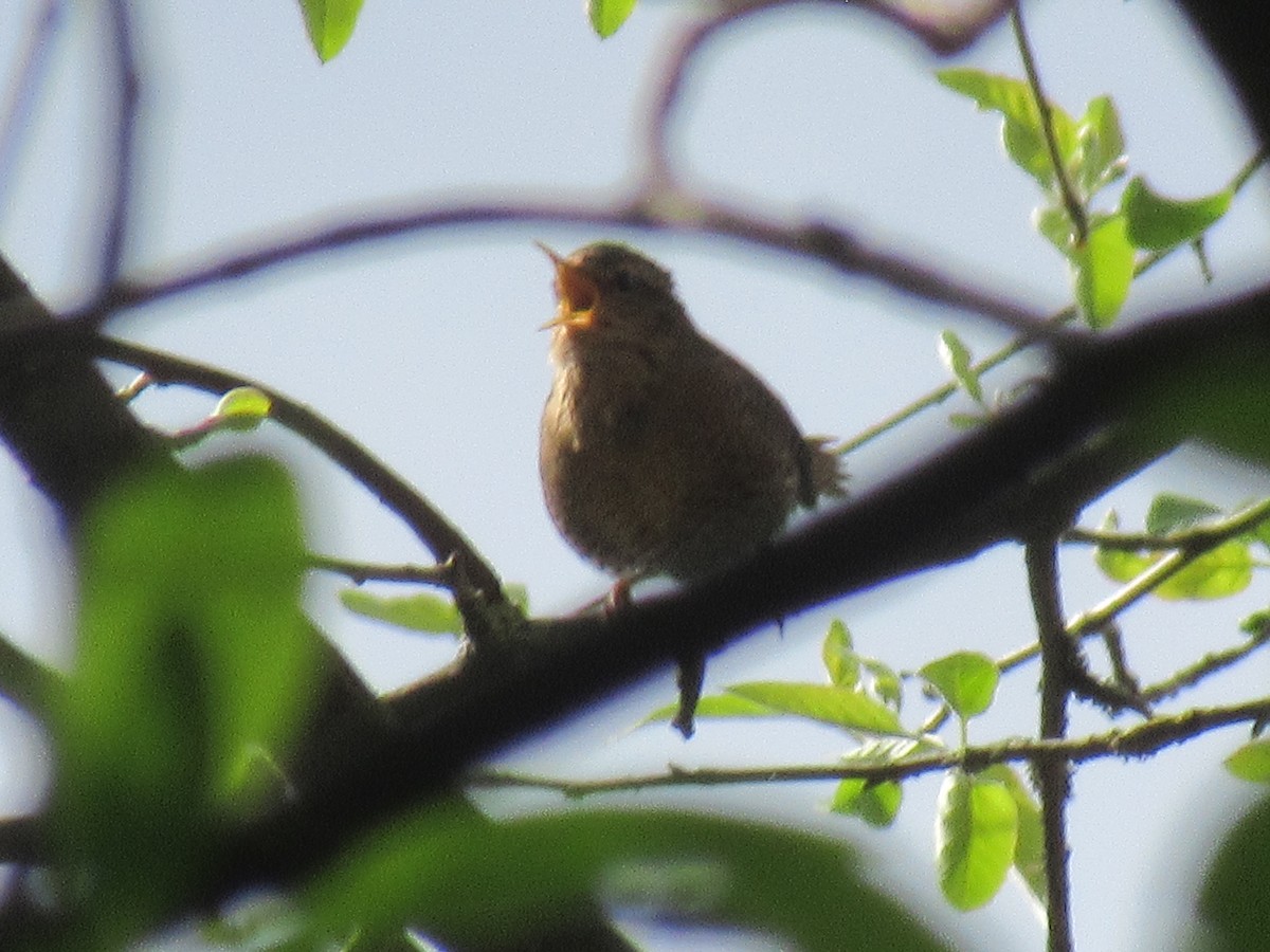 Pacific Wren - Anonymous