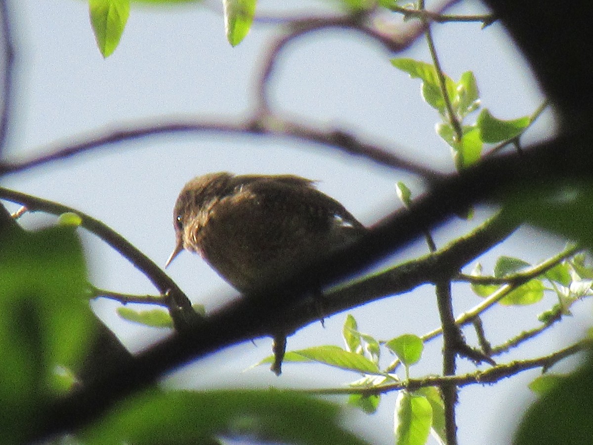 Pacific Wren - Anonymous