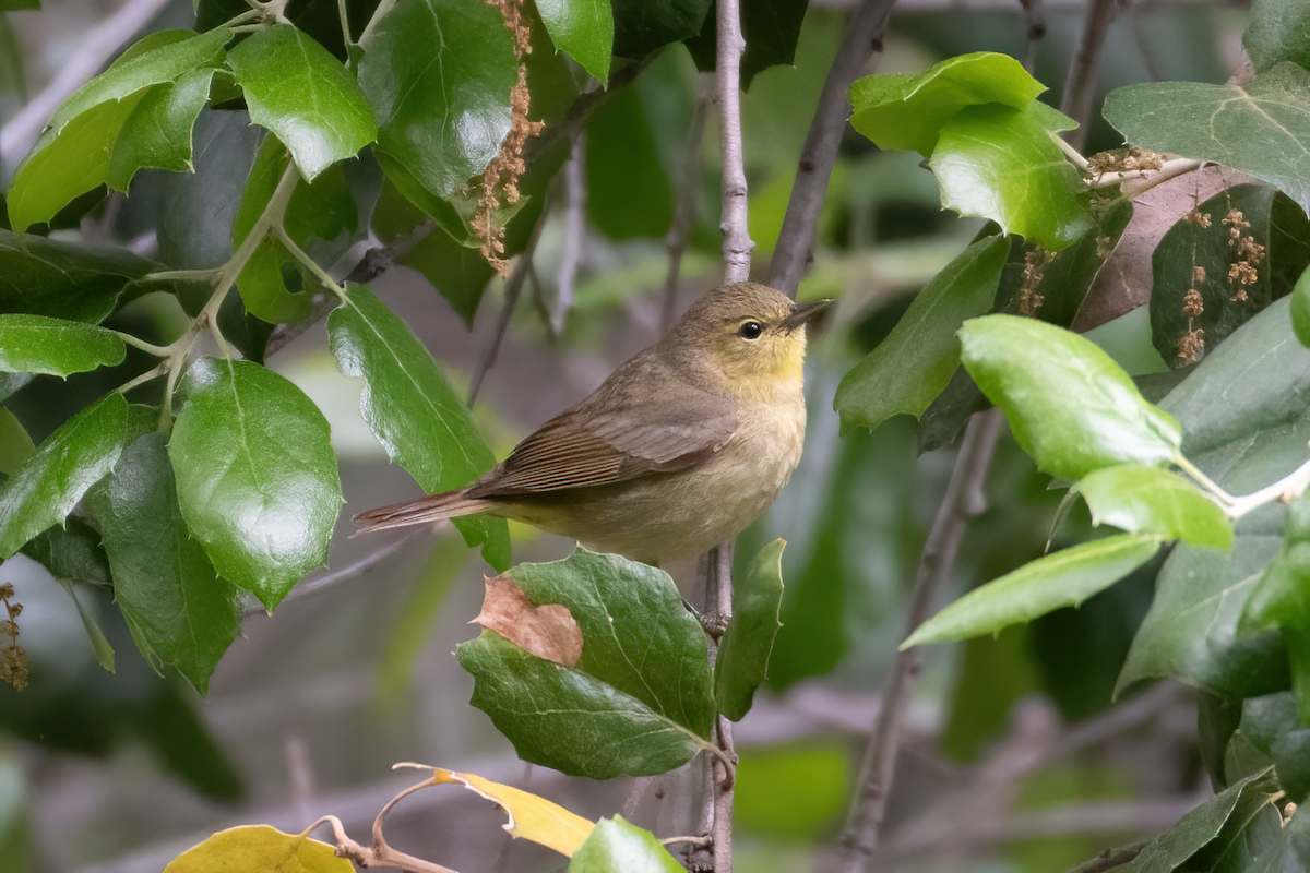 new world warbler sp. - ML617343776