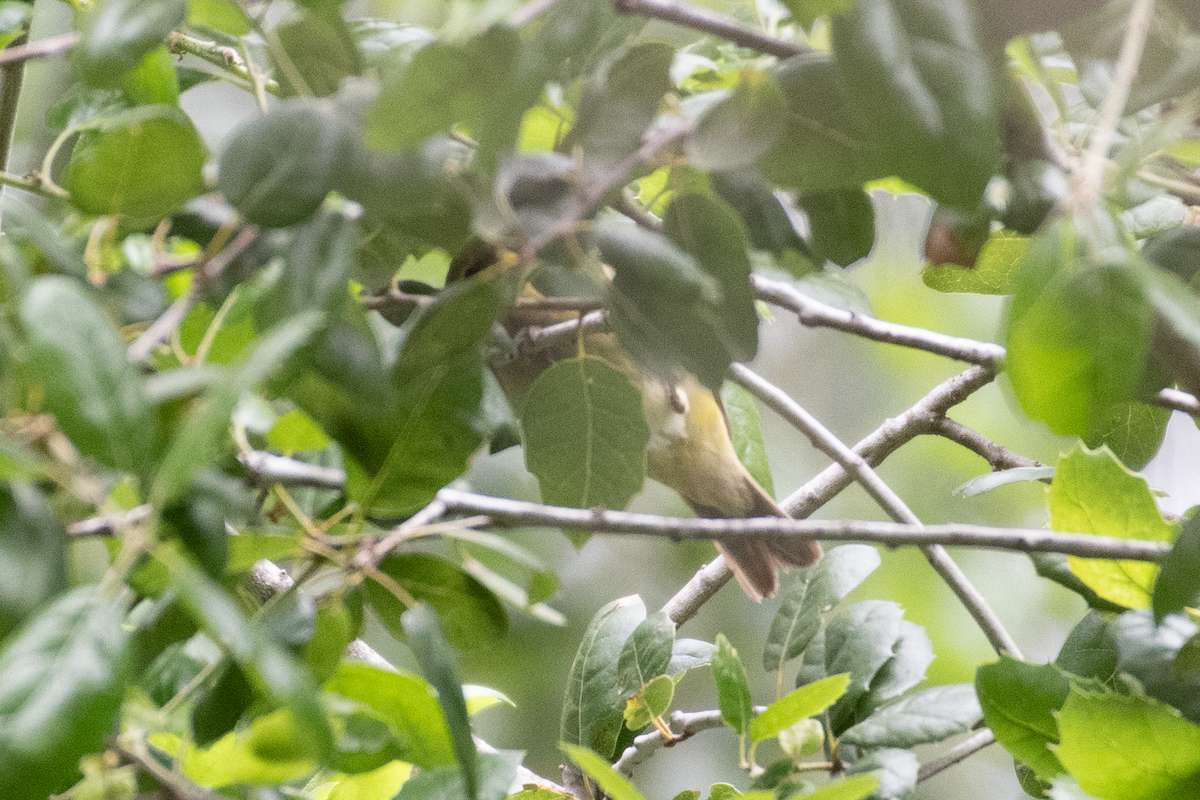 new world warbler sp. - ML617343778