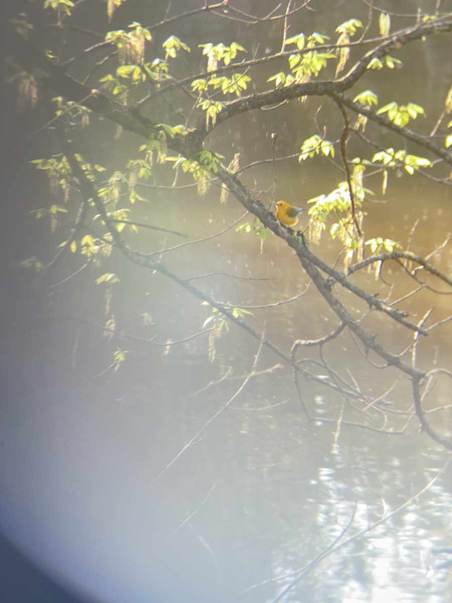 Prothonotary Warbler - ML617343804