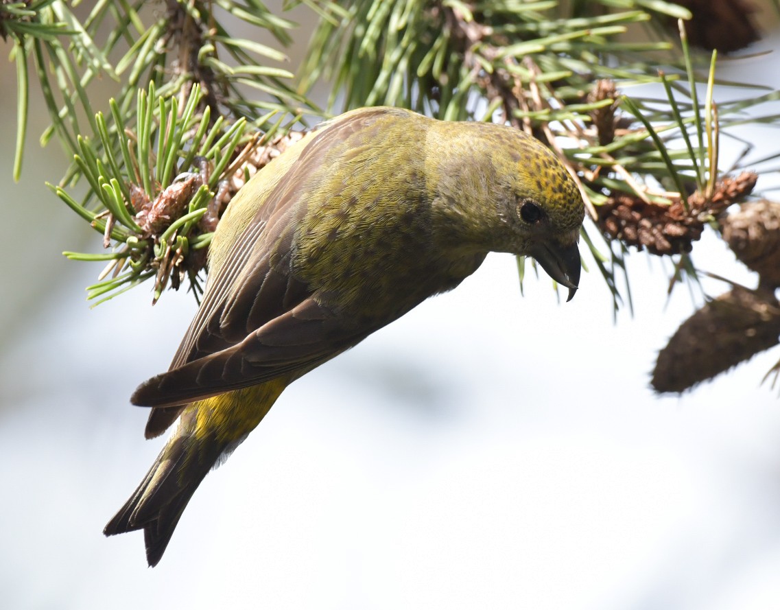 Red Crossbill - ML617343845