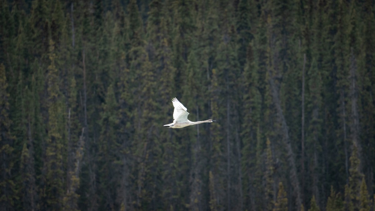 Cygne trompette - ML617343894