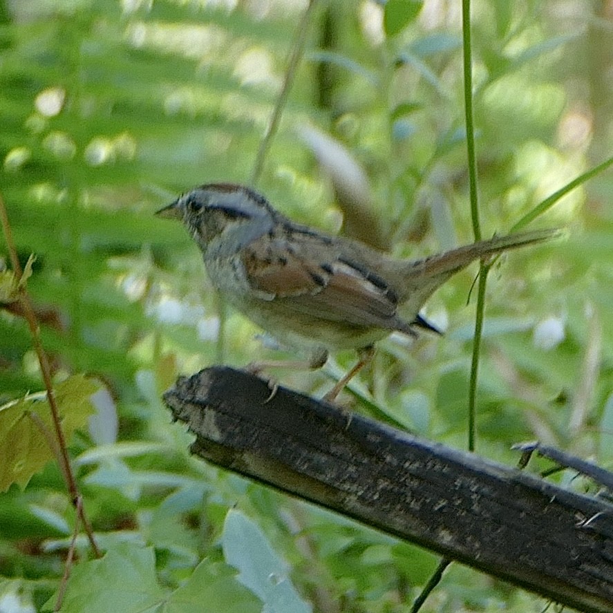 Swamp Sparrow - ML617343901