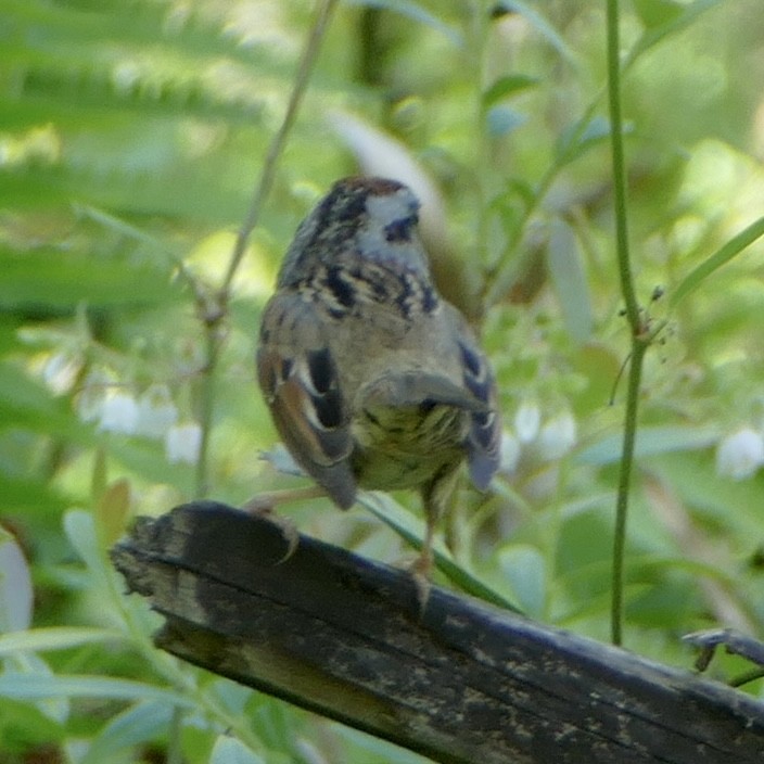 Swamp Sparrow - ML617343906