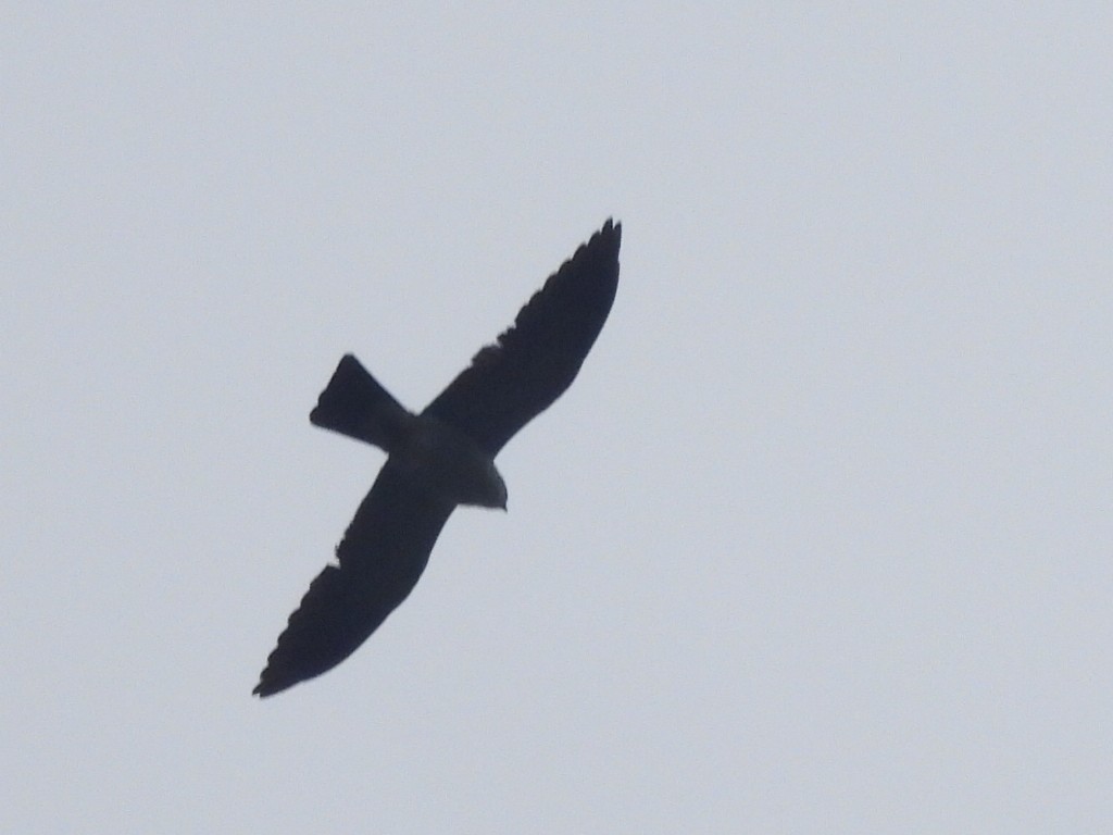 Mississippi Kite - Miguel Angel Och Hernández