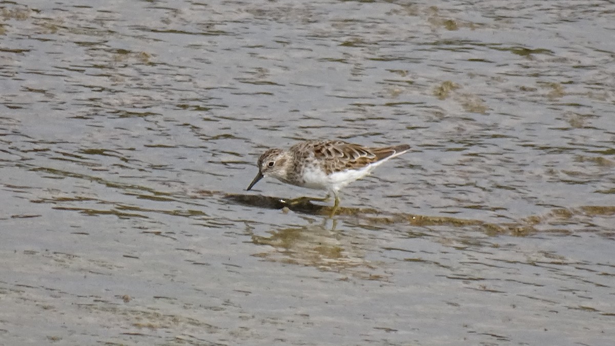 Least Sandpiper - ML617344036