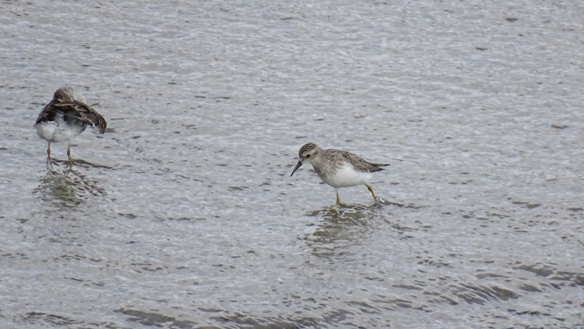 Least Sandpiper - ML617344076