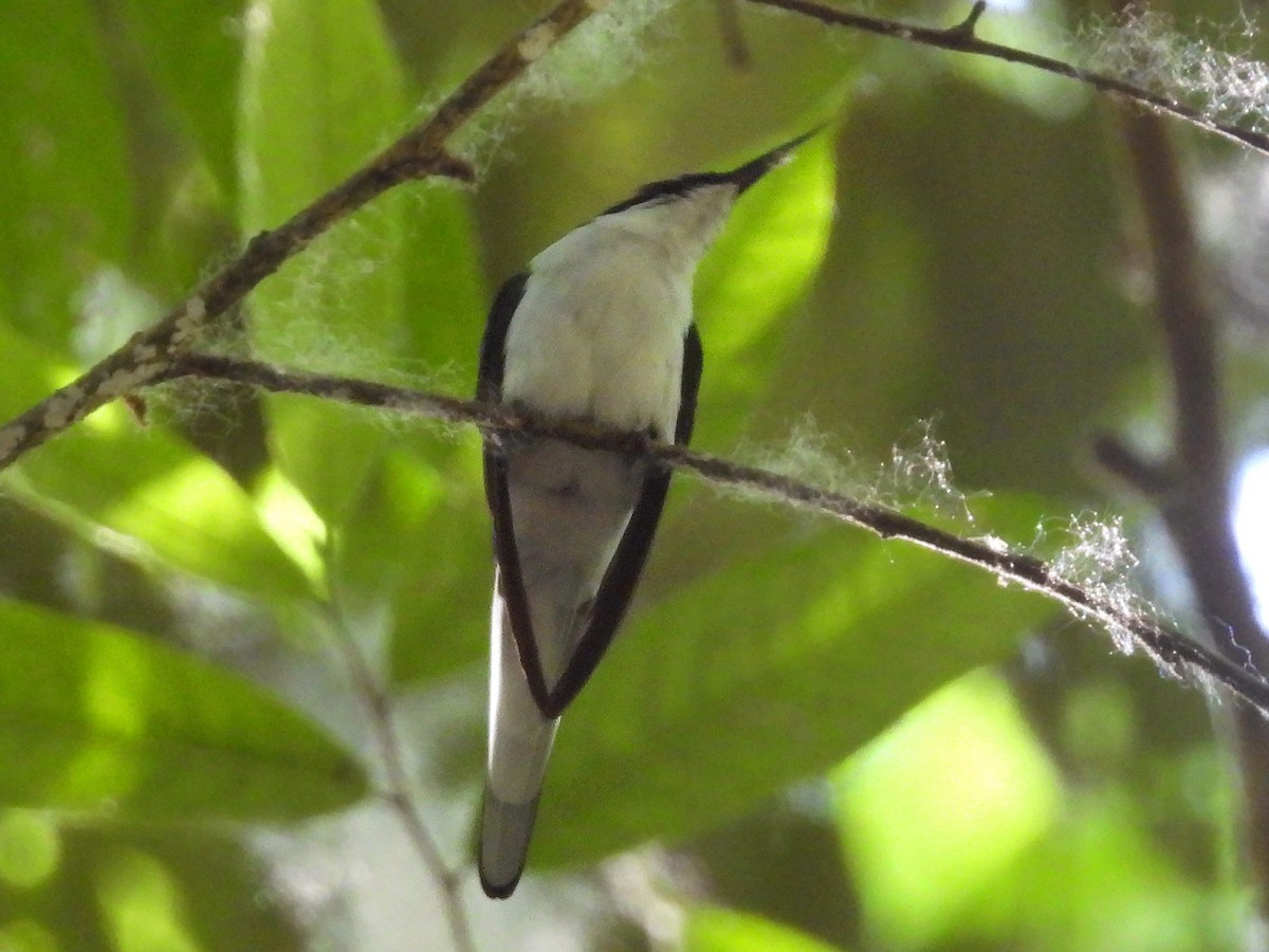 Purple-crowned Fairy - ML617344109