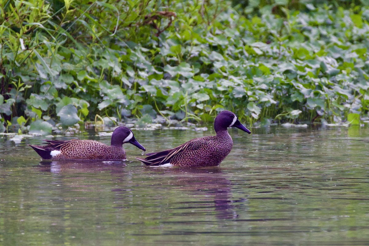 Blue-winged Teal - ML617344128