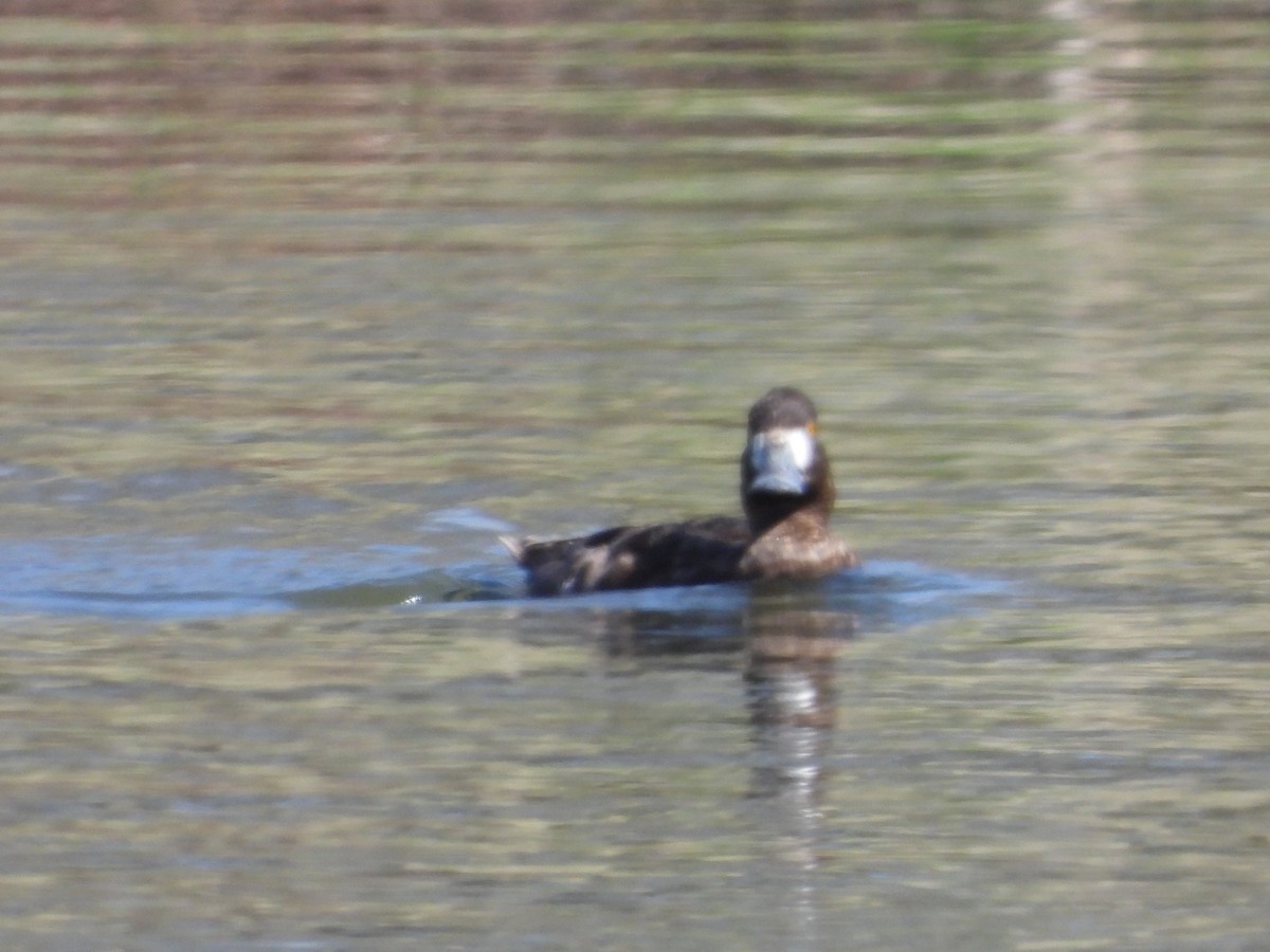 Greater Scaup - ML617344136