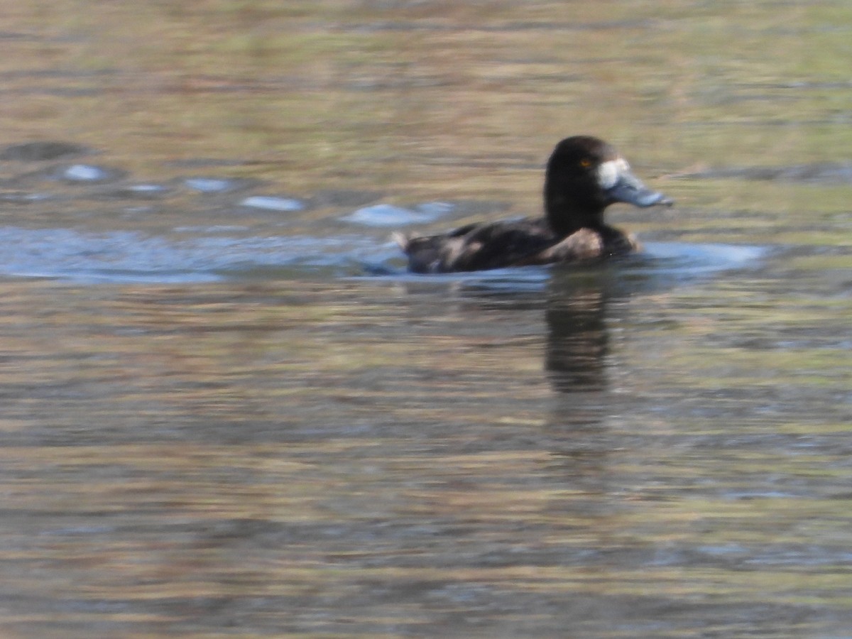 Greater Scaup - ML617344137