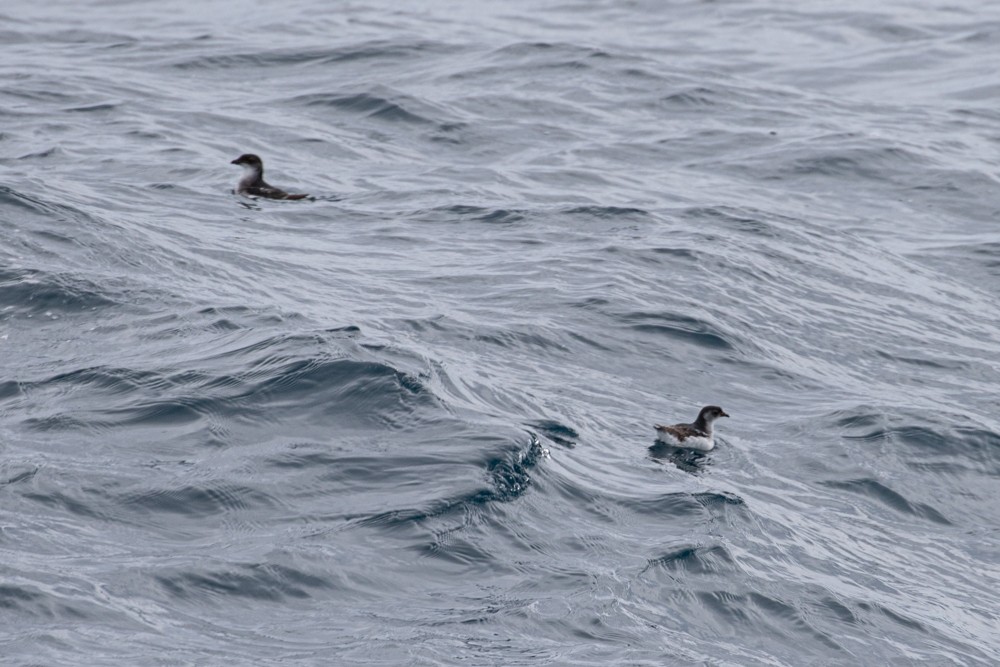 South Georgia Diving-Petrel - Denis Corbeil