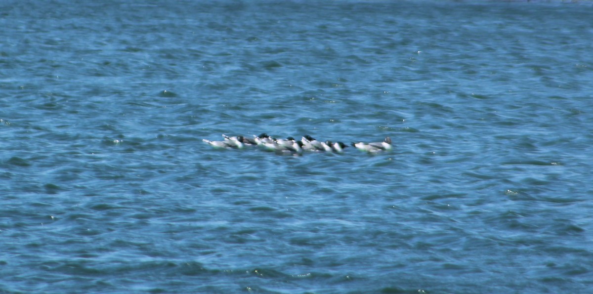 Franklin's Gull - ML617344201