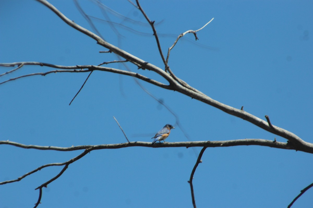 Eastern Bluebird - ML617344244