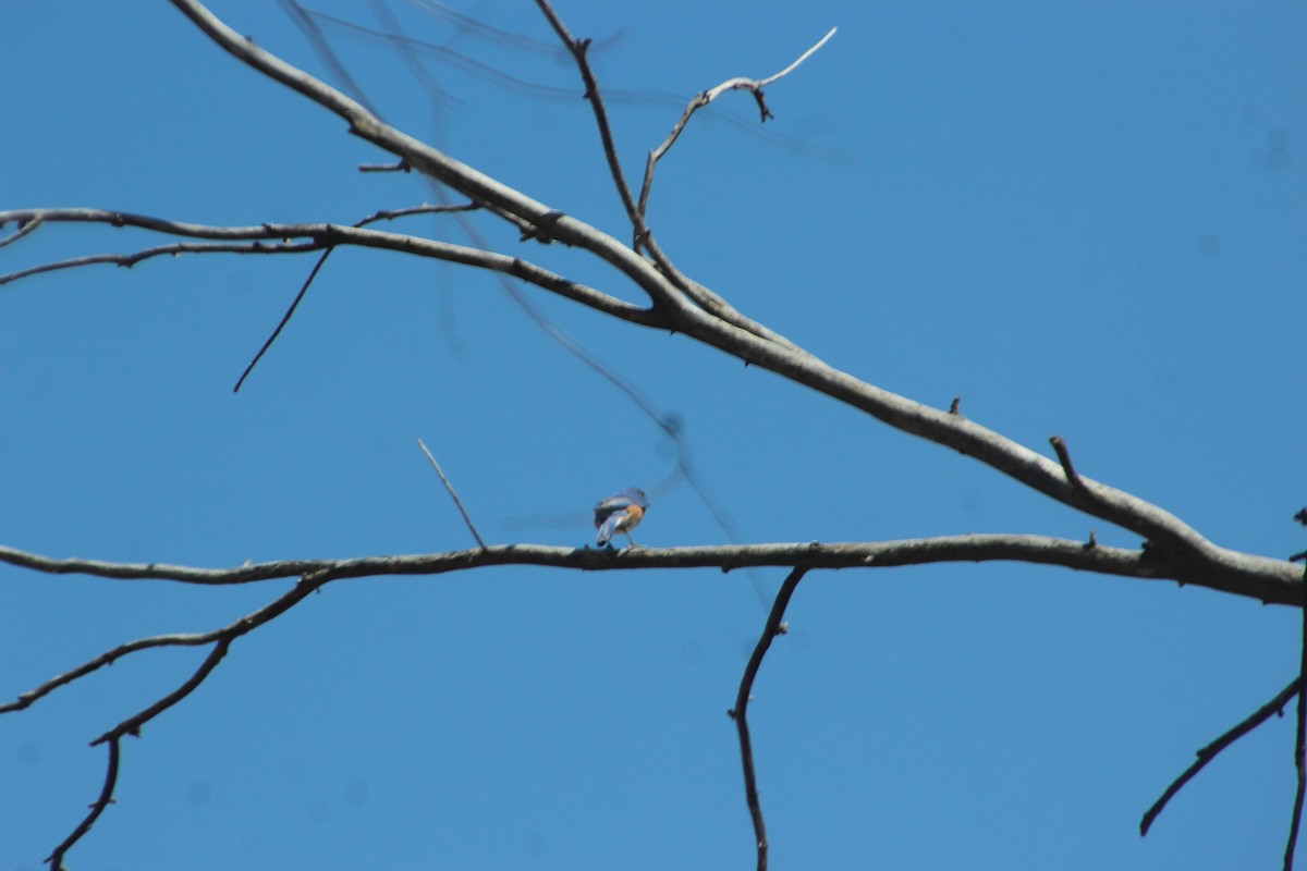 Eastern Bluebird - ML617344252