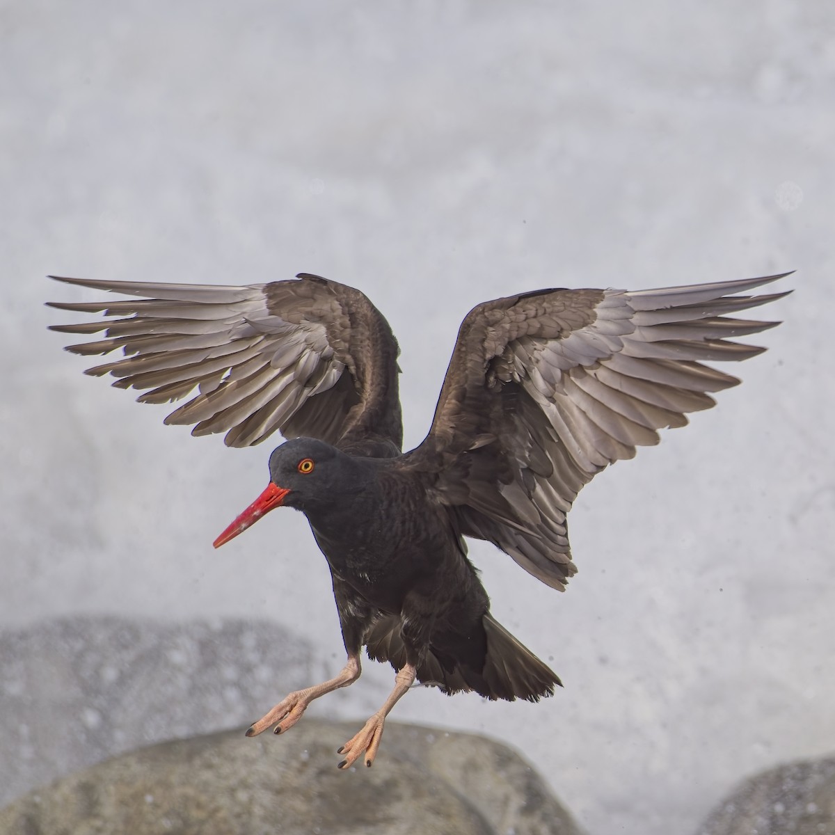 Black Oystercatcher - ML617344292