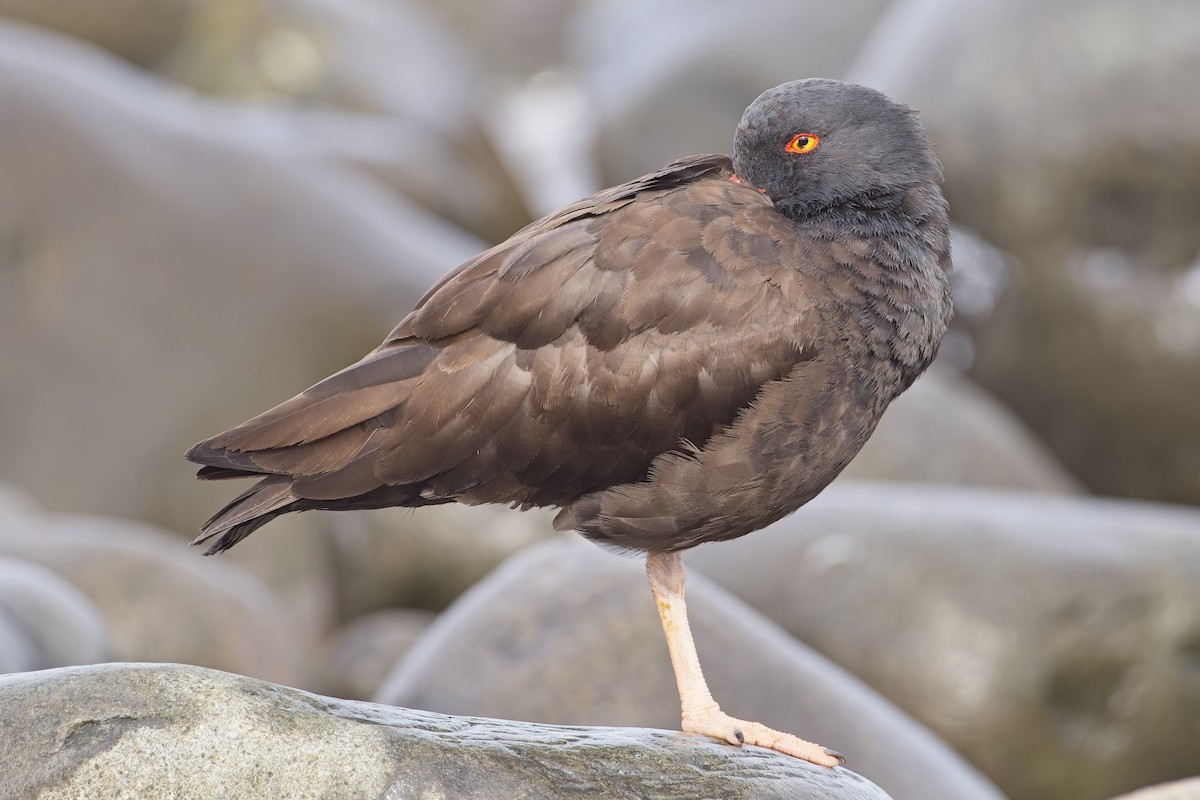 Black Oystercatcher - ML617344294