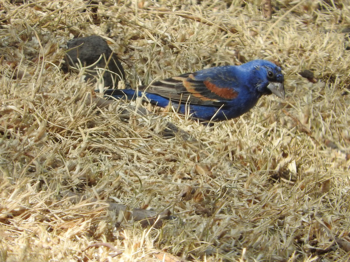 Blue Grosbeak - ML617344357