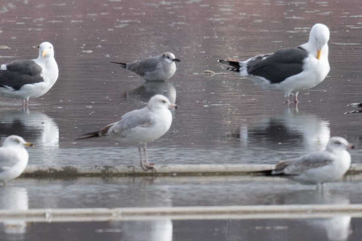 Laughing Gull - ML617344383