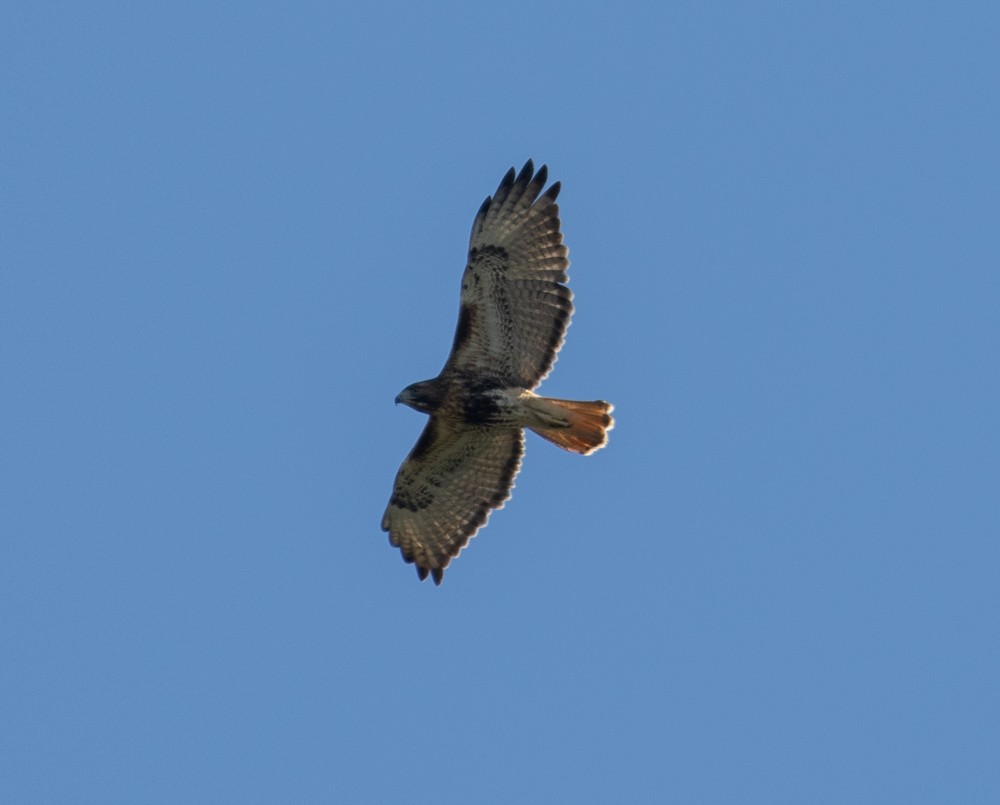 Red-tailed Hawk - ML617344402