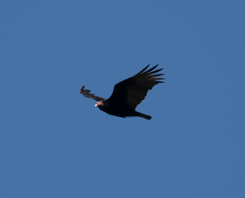 Turkey Vulture - ML617344404