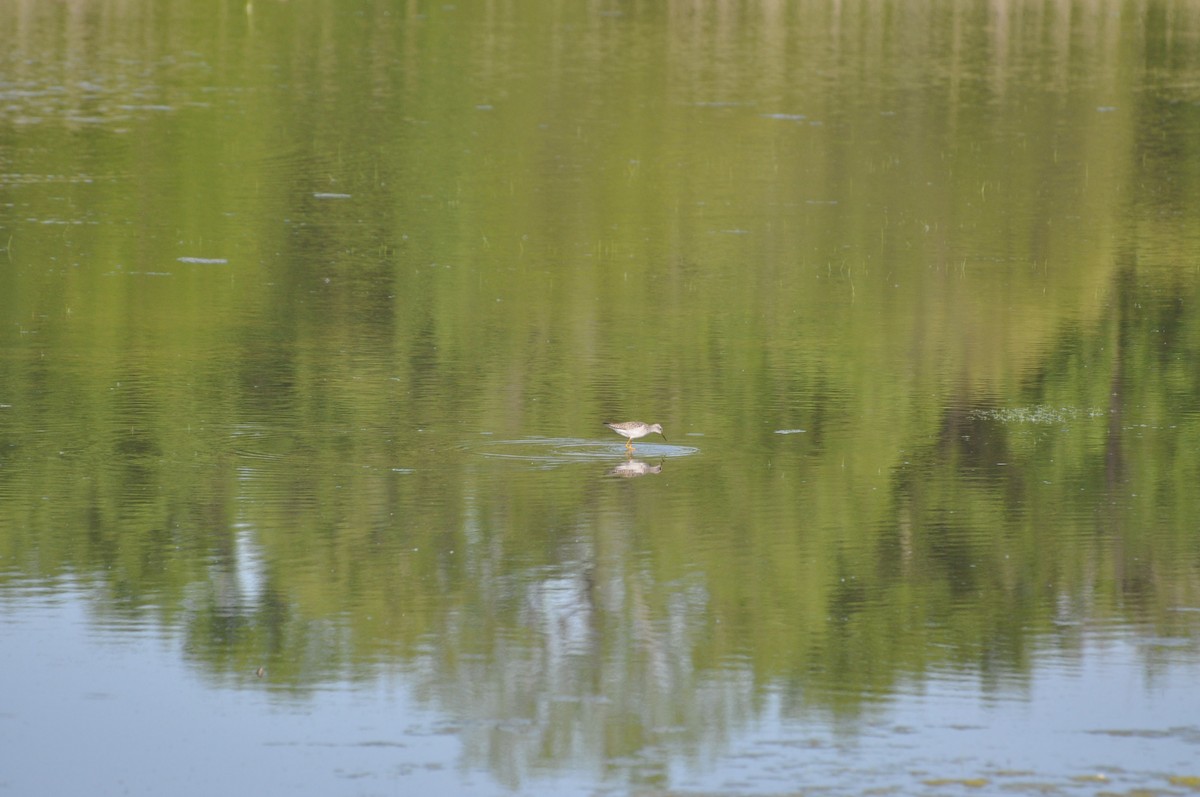 Lesser Yellowlegs - ML617344416