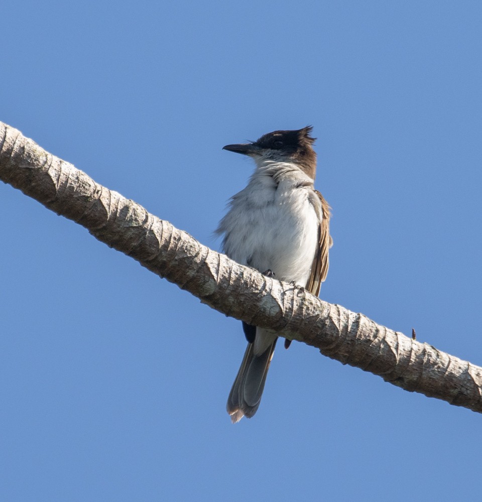 Loggerhead Kingbird (Puerto Rico) - ML617344419