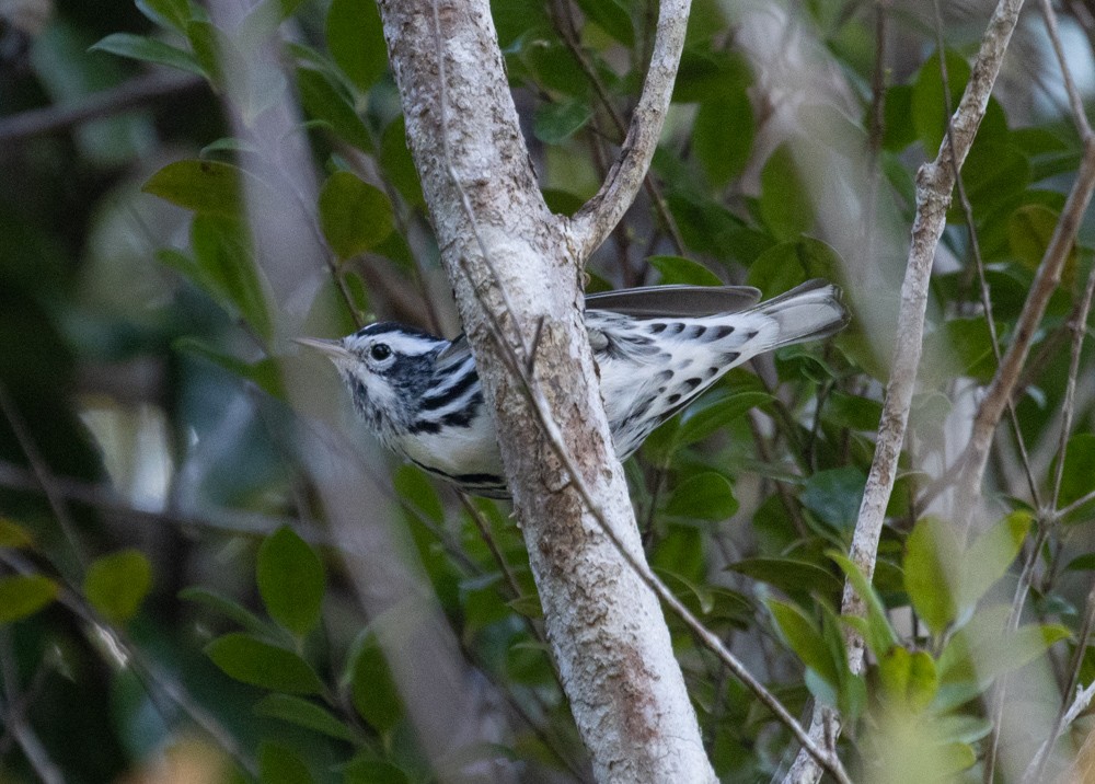 Black-and-white Warbler - Lindy Fung