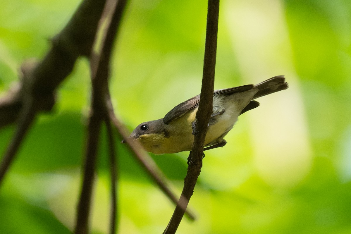 Golden-bellied Gerygone - ML617344517